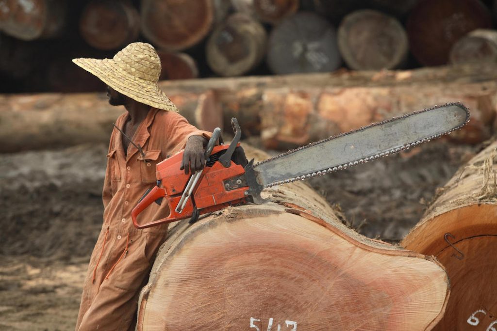 Stages of timber processing