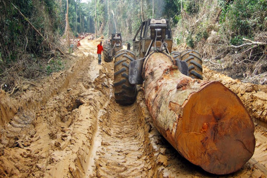 Stages of timber processing