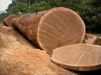 Stages of Timber Processing