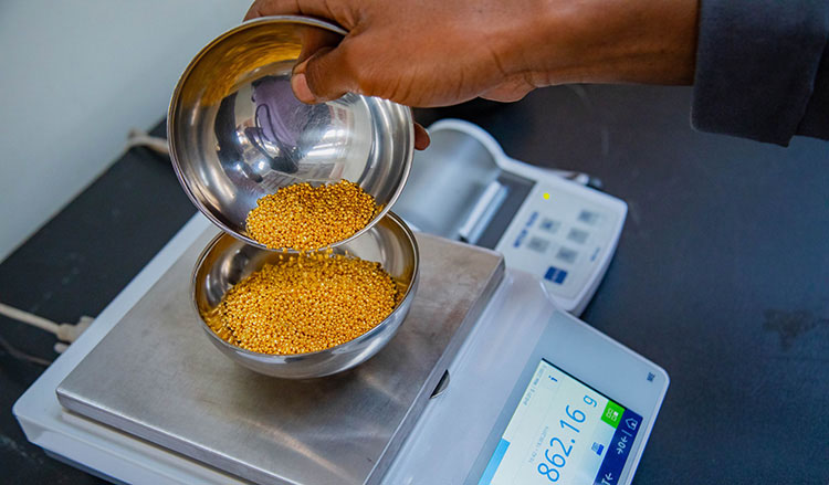 Buy Gold Online in Netherlands